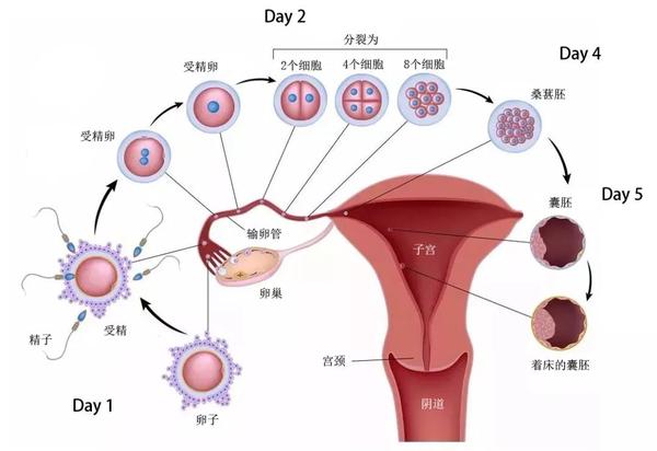 胚胎培育过程图